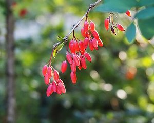 Arkelin / CC BY 4.0 Berberina - foto real