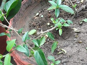 Yercaud-elango / CC BY-SA 4.0 Gymnema Sylvestre - foto real